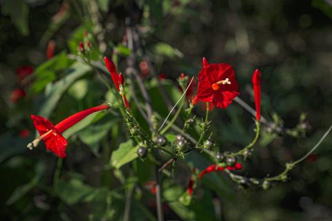 Scarlet Blooms in the Wild